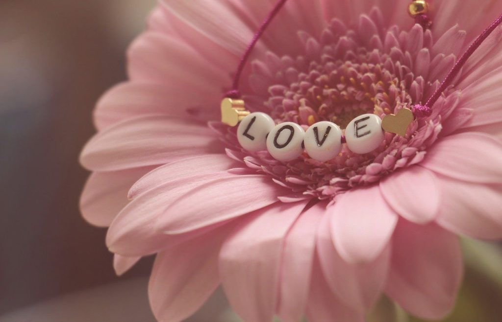 gerbera, pink flower, love-3388622.jpg